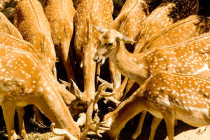 Feeding time at the Zoo's breeding center