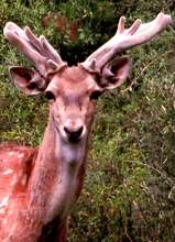 A majestic male Persian Fallow Deer