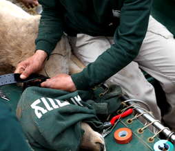 Fitting the radio-telemetry tracking collars