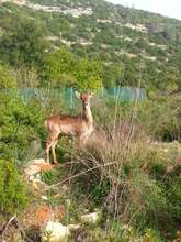 A deer in the acclimatization area at Nahal Soreq