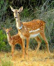 A female deer with a fawn born in the wild