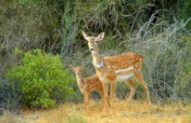Bringing Biblical Deer to the Holy Land