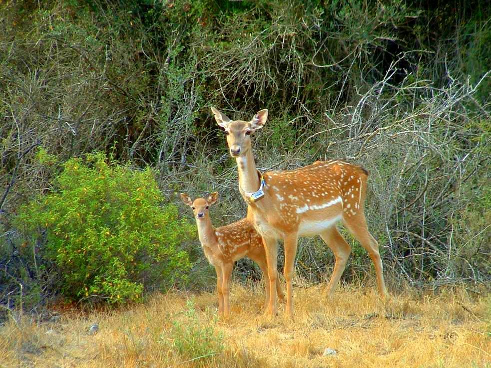 Bringing Biblical Deer to the Holy Land