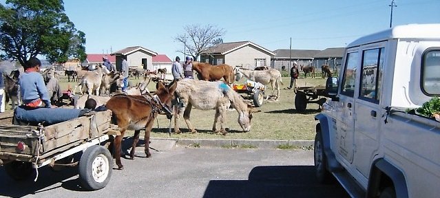 Uplift 240 poor South Africans relying on donkeys