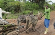 Uplift 240 poor South Africans relying on donkeys