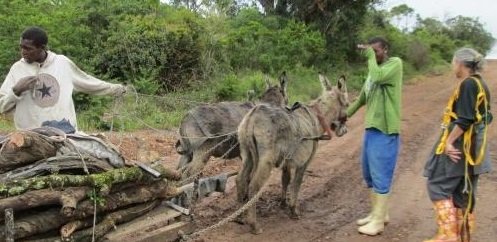Uplift 240 poor South Africans relying on donkeys