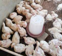 Poultry house