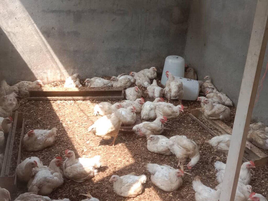 FOURTH BATCH POULTRY FARMING