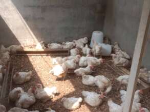 FOURTH BATCH POULTRY FARMING