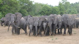 Photo credit: G. Nyanganji/WCS