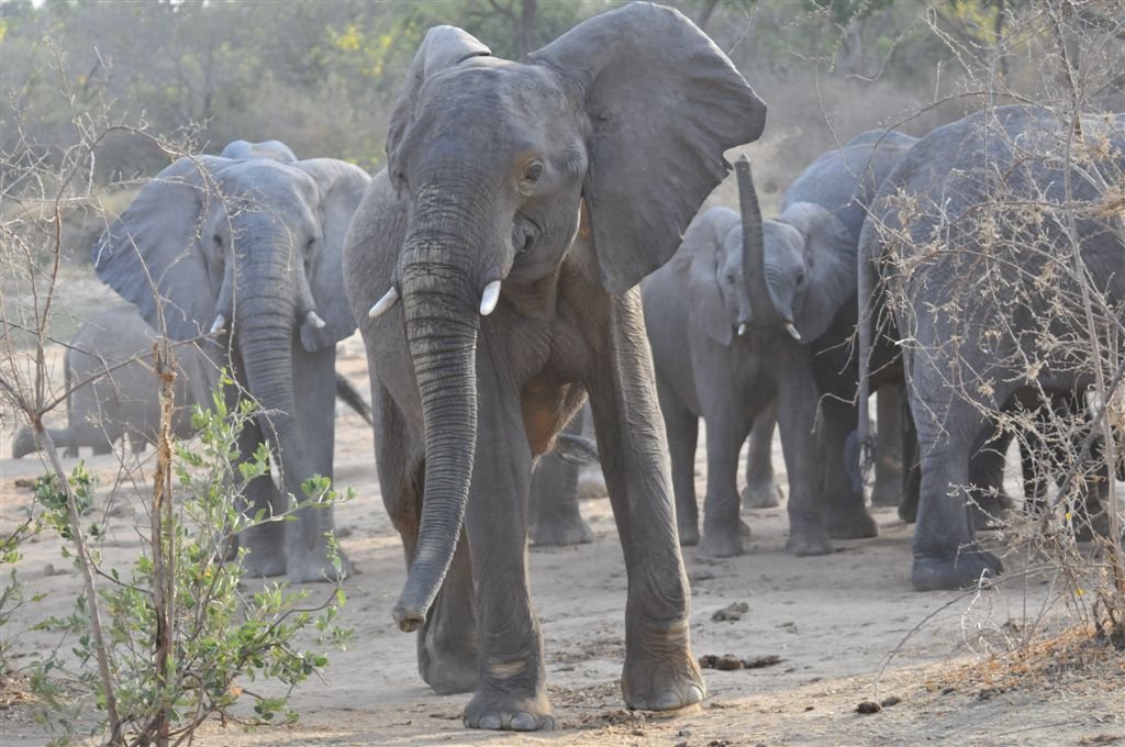 Protect Elephants in Yankari Game Reserve, Nigeria