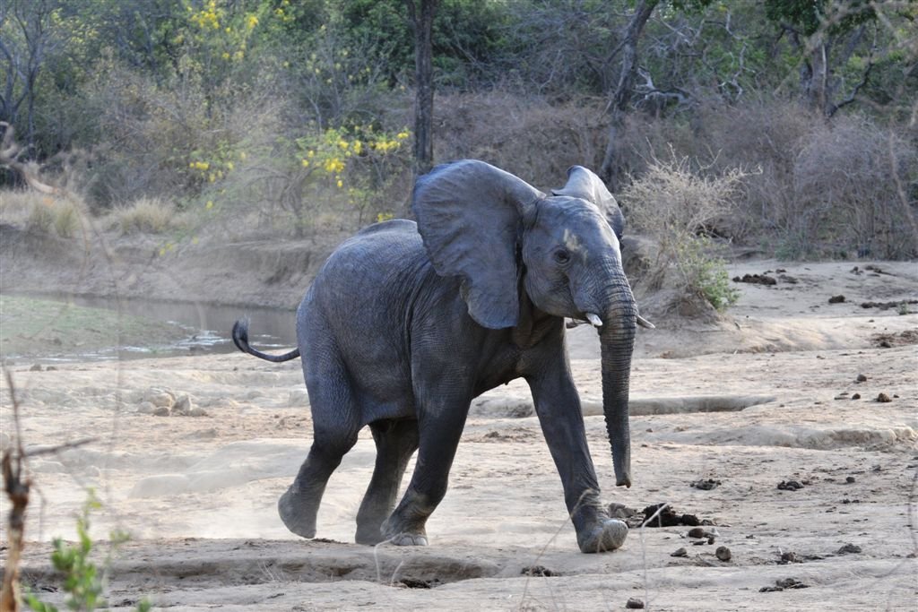 Protect Elephants in Yankari Game Reserve, Nigeria
