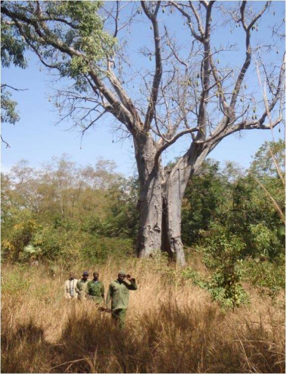 Protect Elephants in Yankari Game Reserve, Nigeria