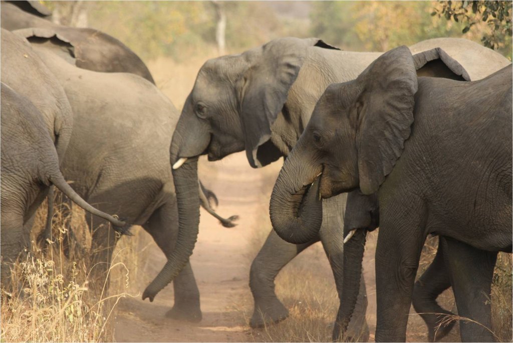 Protect Elephants in Yankari Game Reserve, Nigeria