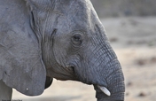 Protect Elephants in Yankari Game Reserve, Nigeria