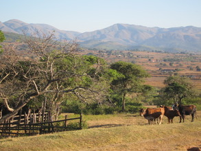 Cattle on their way to the dip tank