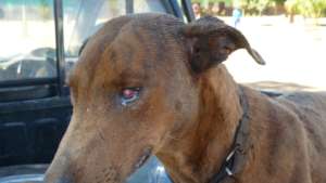 Need for medical care at spay day