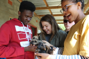 Orphan puppy care