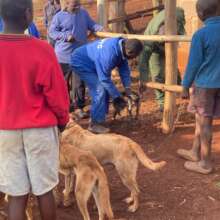 Rabies injections at dip tanks
