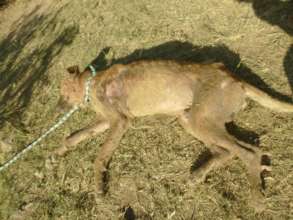Bad case of mange