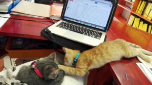 Busy playing