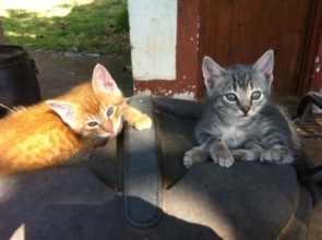 Meet Ginger and Griffin