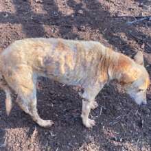 Mange is a common problem