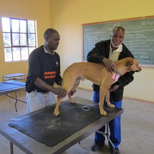 Sam checking Mr. Dlamini's dog Teddy