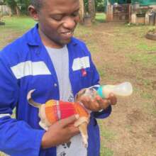 Bottle feeding Phumba