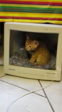 Ginger in the recycled computer bed