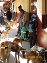 Waiting line for surgeries