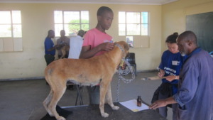 Medical checks before surgery