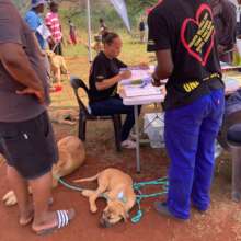 Ear tags to keep animals, owners and forms matched
