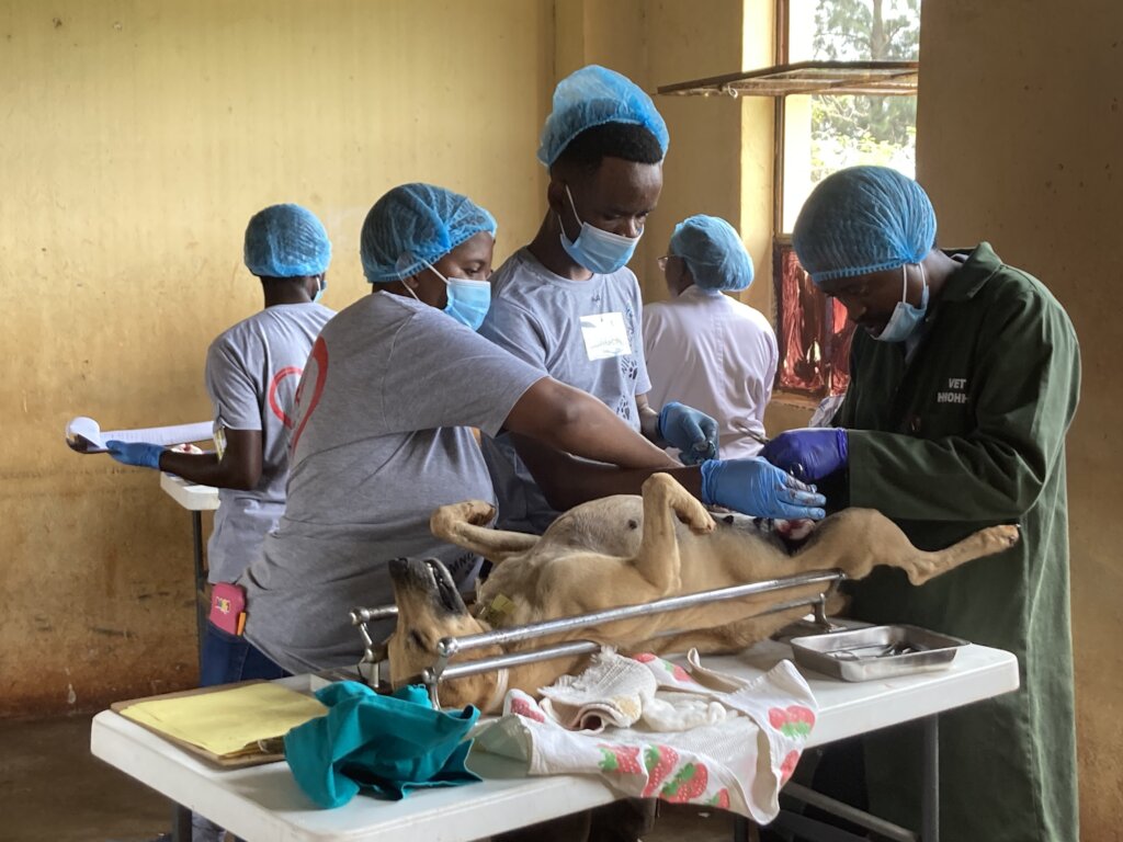 71 dogs & cats received Veterinary services