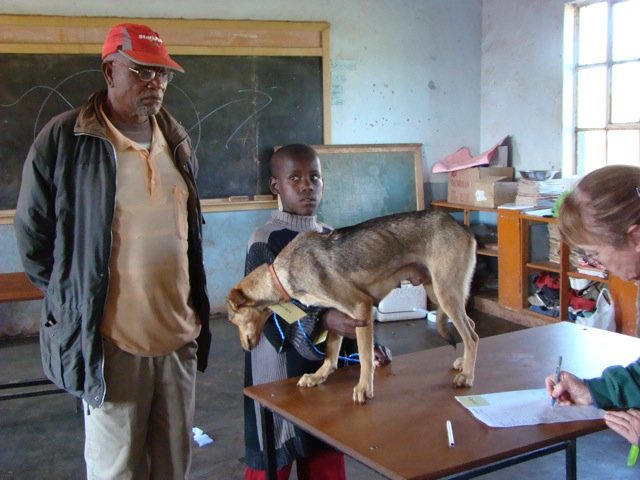 Using Animal Care to Promote Empathy in Children