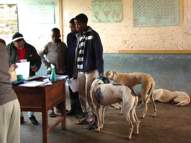 Using Animal Care to Promote Empathy in Children