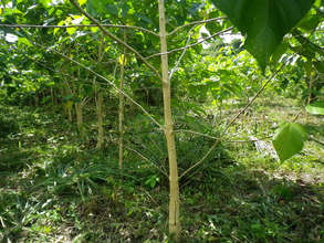 Planted trees weeded out and growing strong
