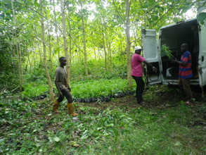 First batch of Moringa seedling transported in van