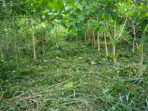 Forest plantation weeded