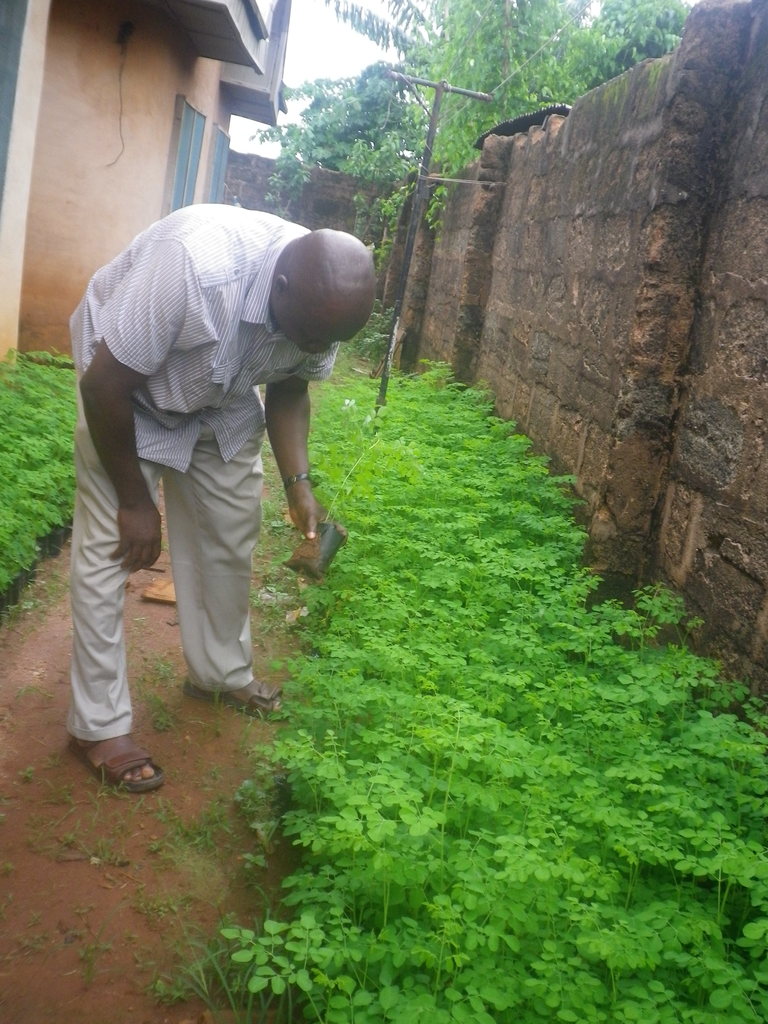 Project Manager inspecting Moringa in the Nursery