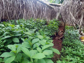 Nursery for Trees 2014