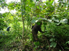 Workers weeding teak plantation