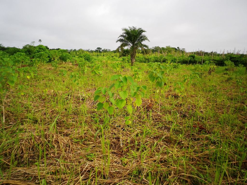 Centre view of 2013 planted meliana