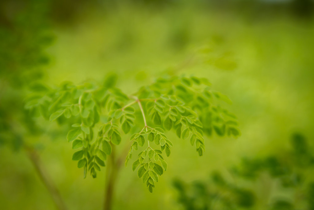 Planting Trees and Seeds of Hope in Nigeria