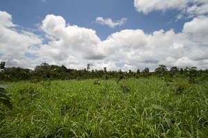 Panoramic of the Plantation