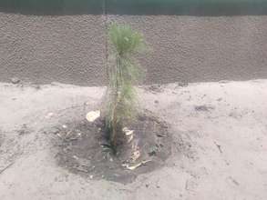 Pine