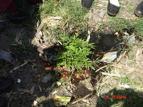Tree planting