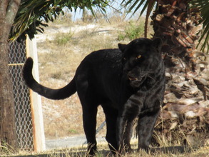 Black Jaguar at Yaguar Xoo