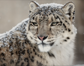 Snow leopard in the wild