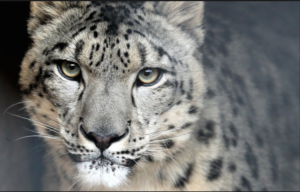 Snow leopard